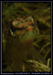 Face to face with this beautiful young pike fish ... :O) ... by Michel Lonfat 